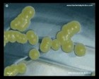 Micrococcus luteus on TSA